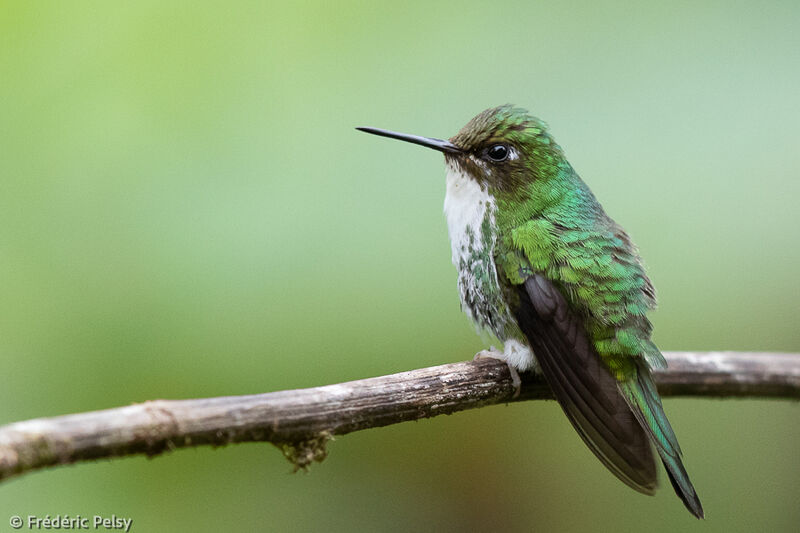 White-booted Racket-tail female