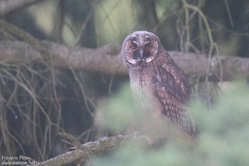 Long-eared Owljuvenile, identification