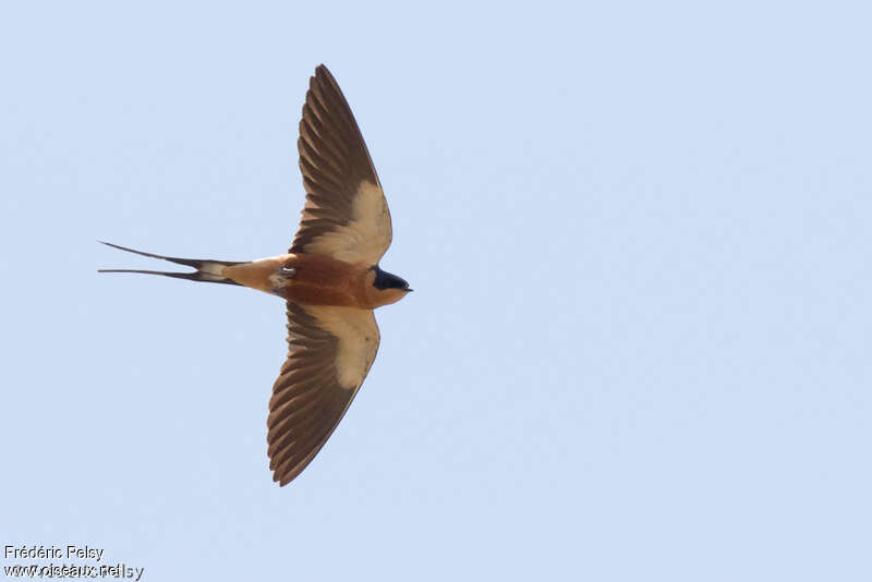 Red-breasted Swallowadult, Flight