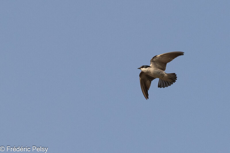 Mangrove Swallow, Flight