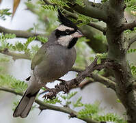 Black-crested Finch