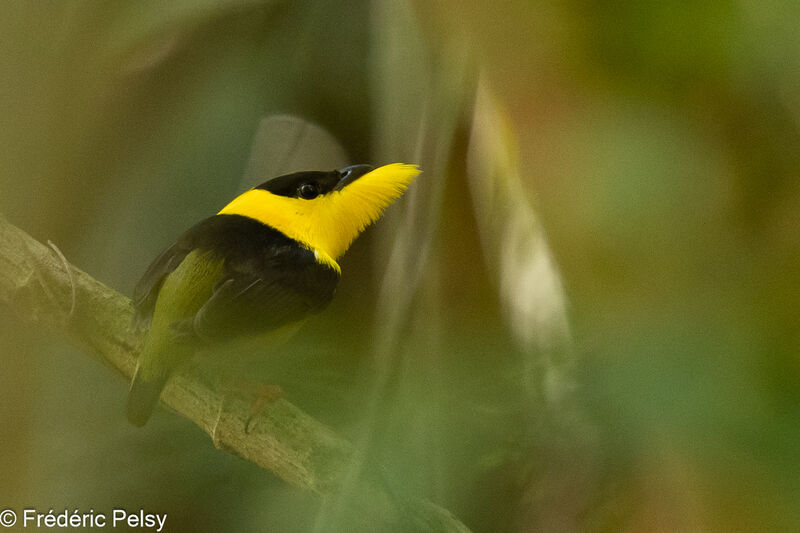 Golden-collared Manakin male, courting display