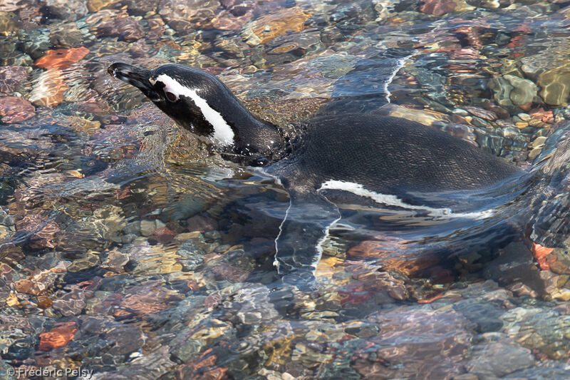 Magellanic Penguin, swimming