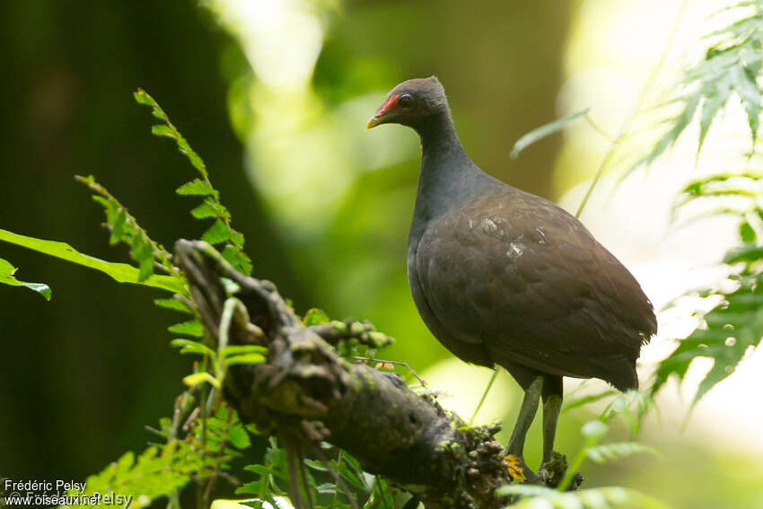 Melanesian Megapodeadult