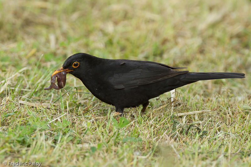 Common Blackbird male adult, eats