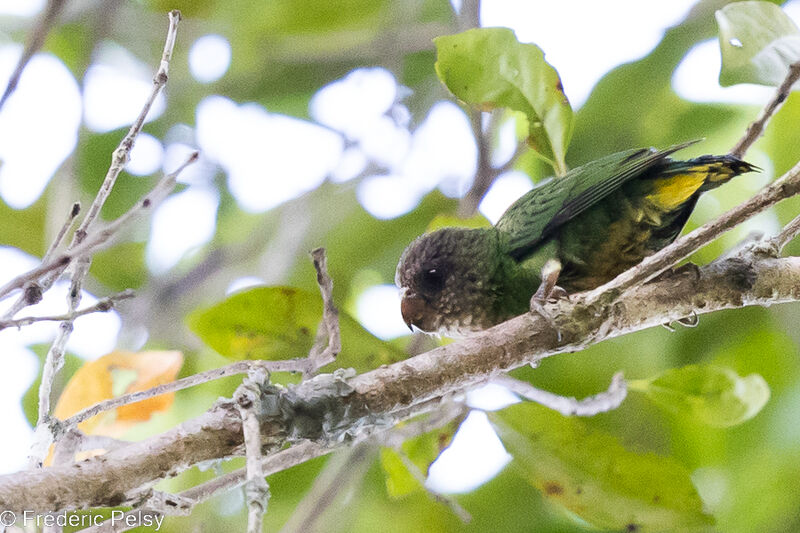 Geelvink Pygmy Parrot
