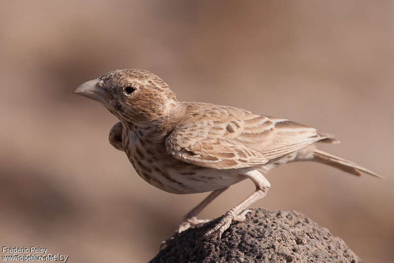 Black-crowned Sparrow-Lark female adult, identification