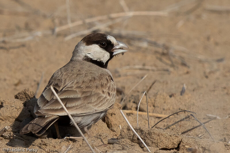 Black-crowned Sparrow-Lark male
