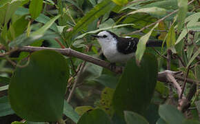 Black-backed Water Tyrant