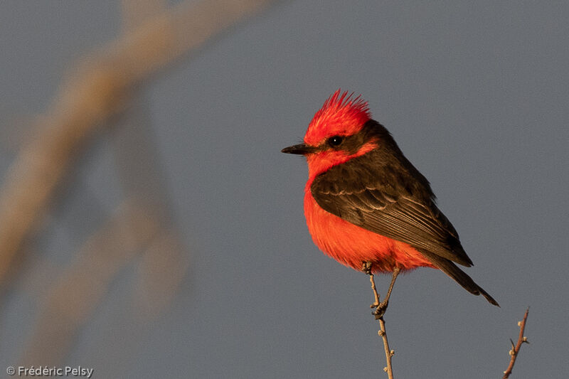 Scarlet Flycatcher male adult