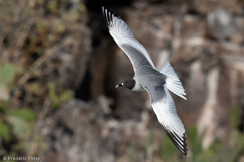 Swallow-tailed Gull, Flight