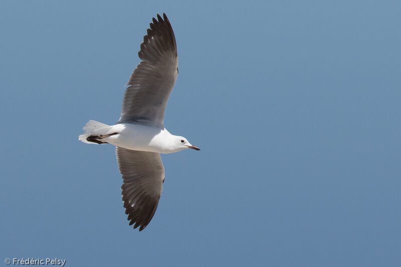 Hartlaub's Gull, Flight