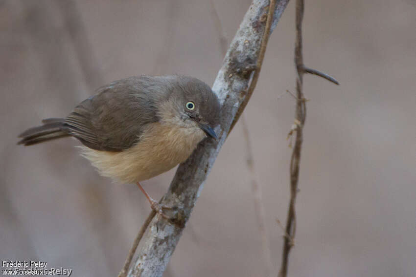 Common Newtoniaadult, identification