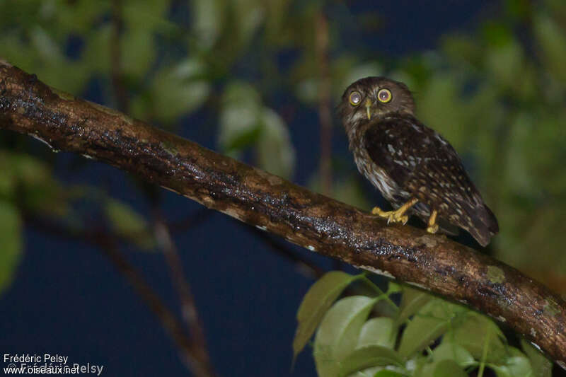 Luzon Hawk-Owl