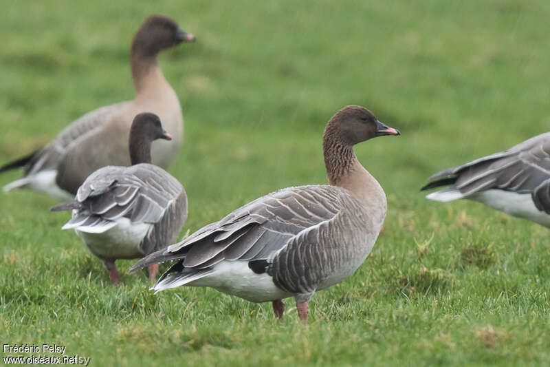 Pink-footed Gooseadult, identification