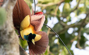 Red Bird-of-paradise