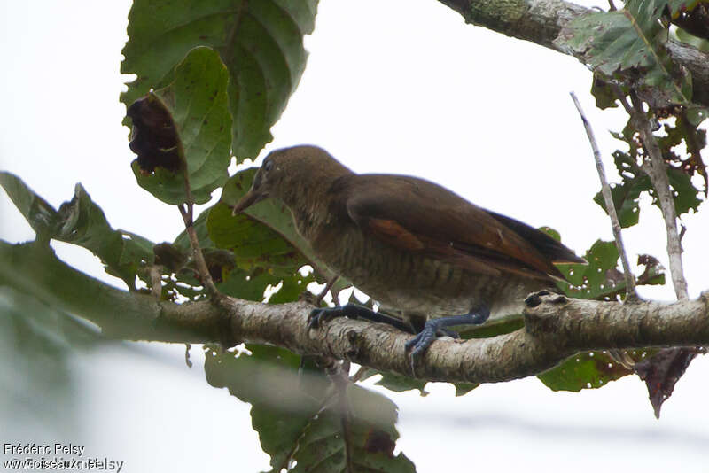 King Bird-of-paradise female adult, identification