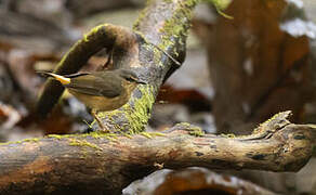 Buff-rumped Warbler