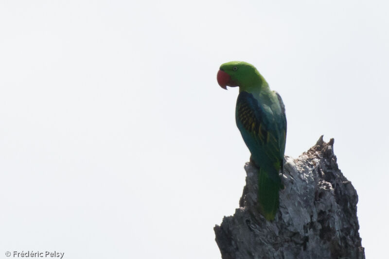 Great-billed Parrot