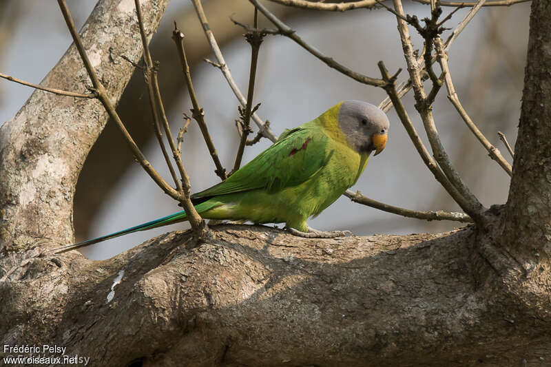 Blossom-headed Parakeet female adult