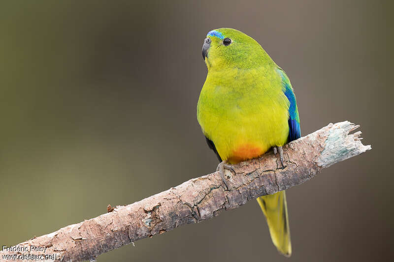 Orange-bellied Parrot male adult, aspect