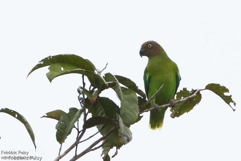 Red-cheeked Parrot female adult