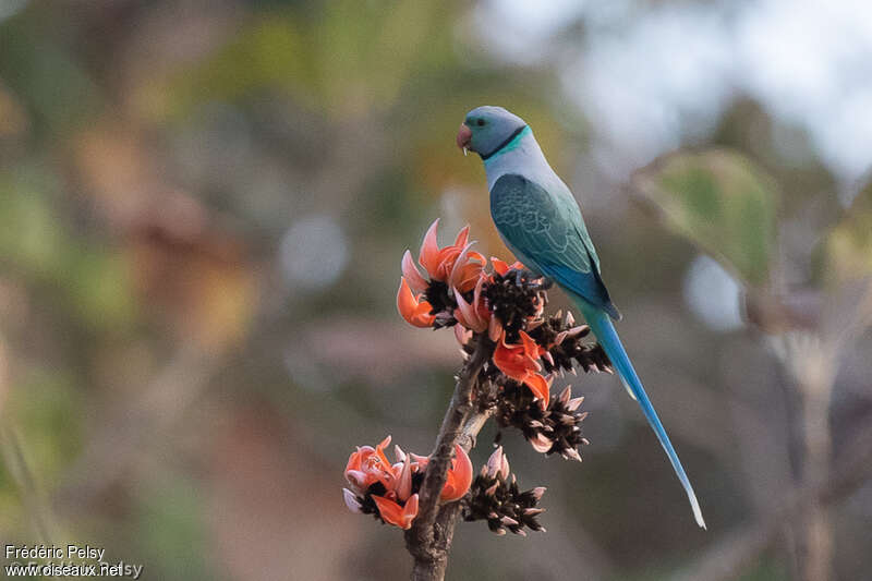 Blue-winged Parakeet male adult