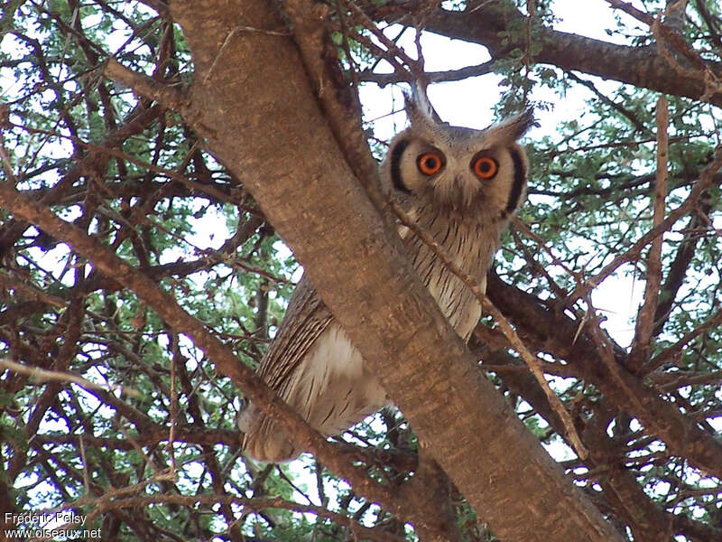 Northern White-faced Owladult, identification