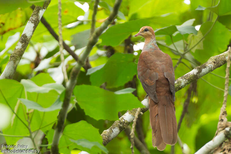 Amboyna Cuckoo-Dove male adult