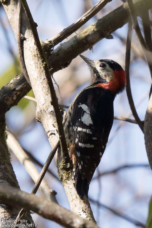 Crimson-breasted Woodpecker male adult