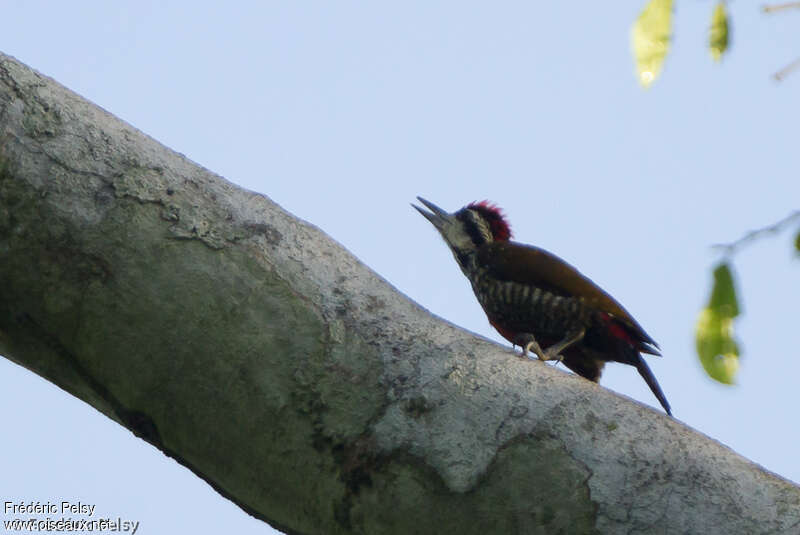 Fire-bellied Woodpecker male adult