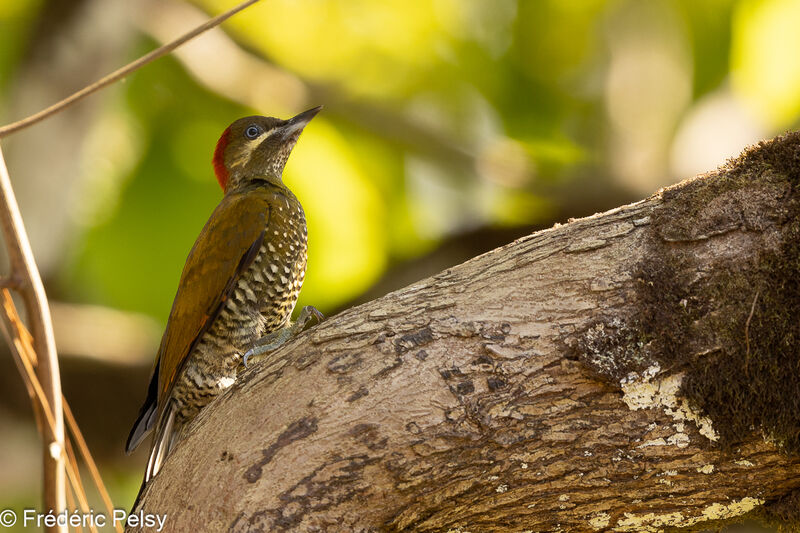 Stripe-cheeked Woodpecker female