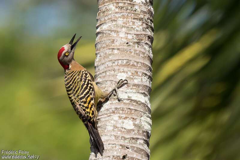 Hispaniolan Woodpecker male adult, identification