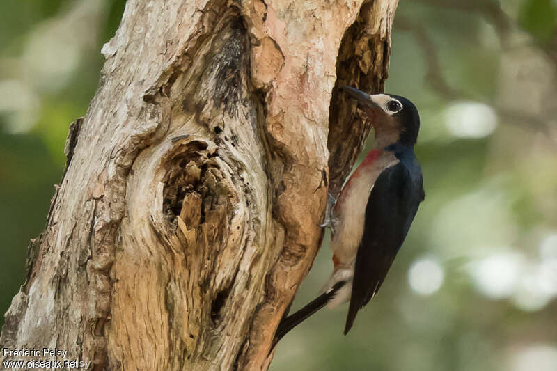 Puerto Rican Woodpecker female adult, identification