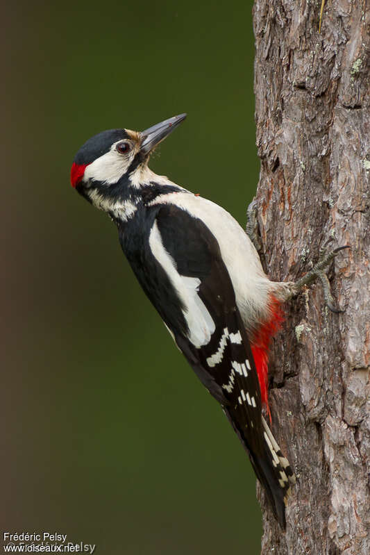 Great Spotted Woodpecker male adult breeding, identification