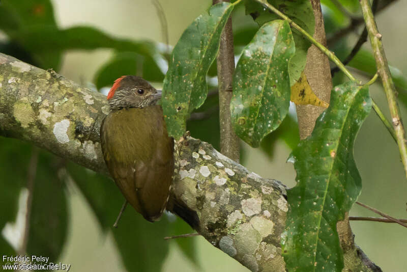 Buff-spotted Woodpecker male adult, identification