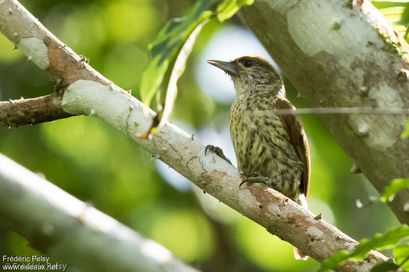 Antillean Piculet male adult, identification