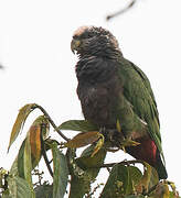 Plum-crowned Parrot