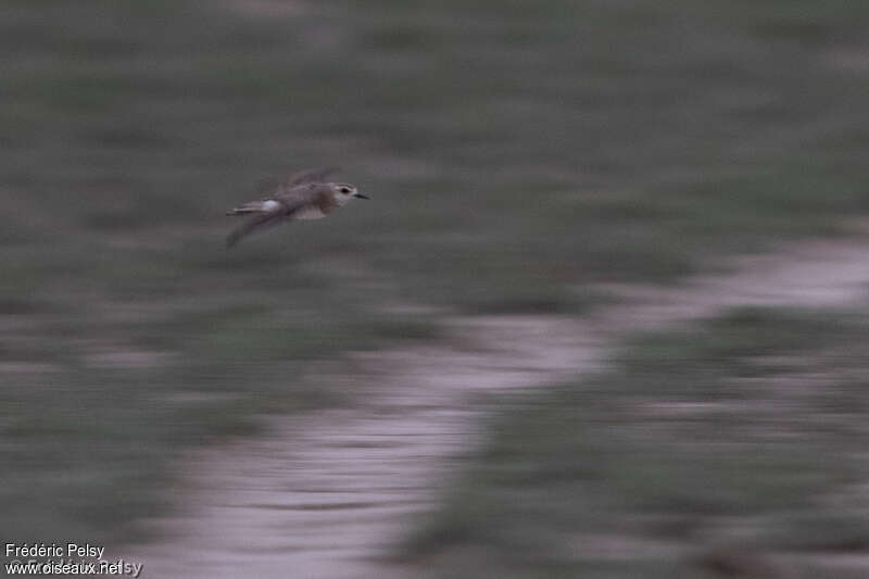 Caspian Plover female adult, Flight