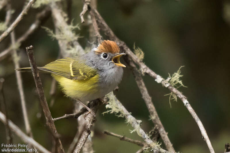 Chestnut-crowned Warbler, song