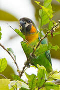 Dusky-cheeked Fig Parrot