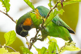 Dusky-cheeked Fig Parrot