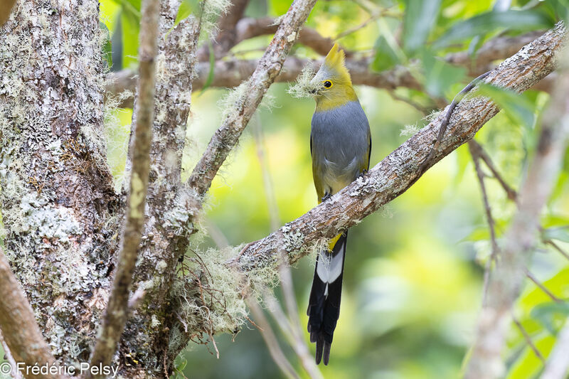 Long-tailed Silky-flycatcher male, Reproduction-nesting