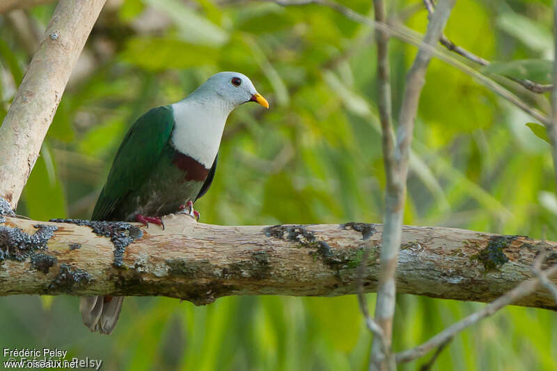 Black-chinned Fruit Dove male adult