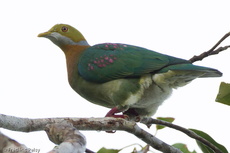 Pink-spotted Fruit Doveadult