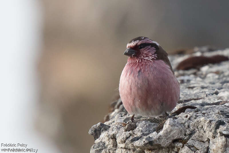 Himalayan White-browed Rosefinch male adult
