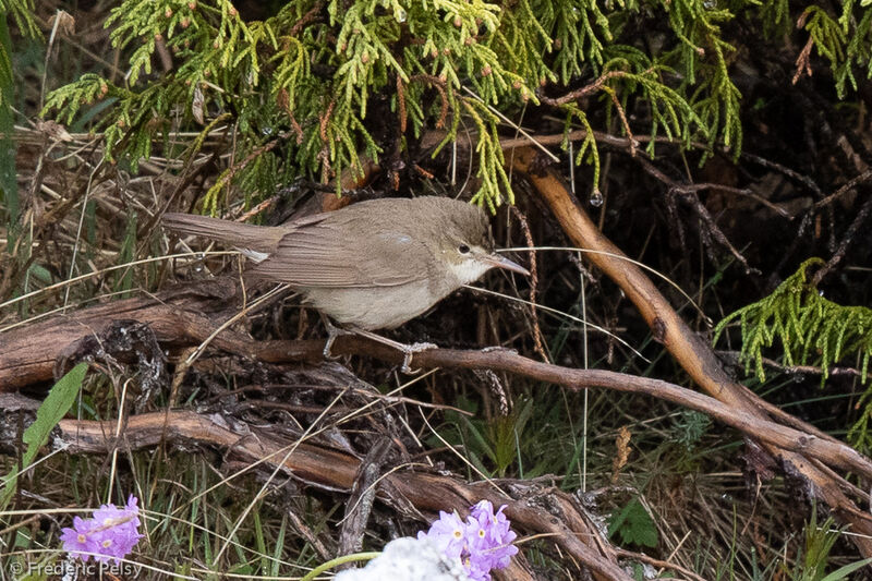 Blyth's Reed Warbler
