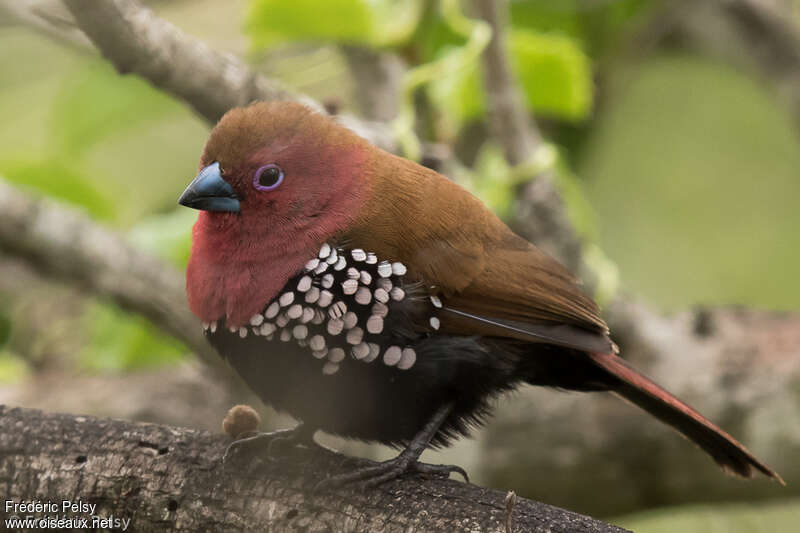 Pink-throated Twinspot male adult, pigmentation