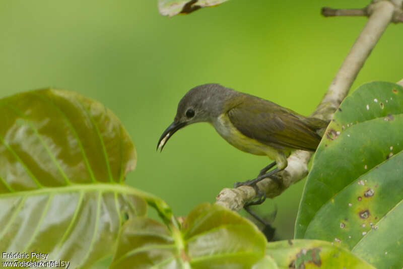 Black Sunbird female adult