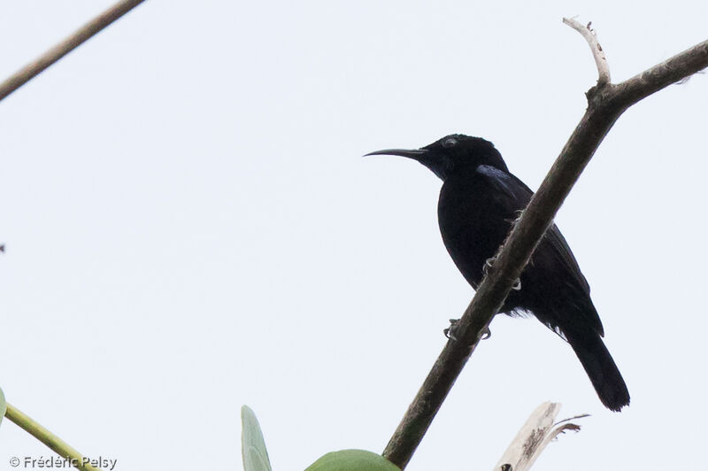 Black Sunbird male adult